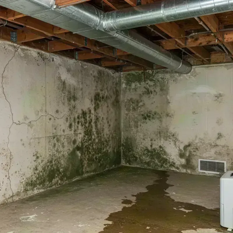 Professional Mold Removal in Bethel Park, PA